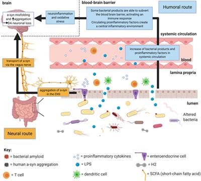 What Is Our Understanding of the Influence of Gut Microbiota on the Pathophysiology of Parkinson’s Disease?